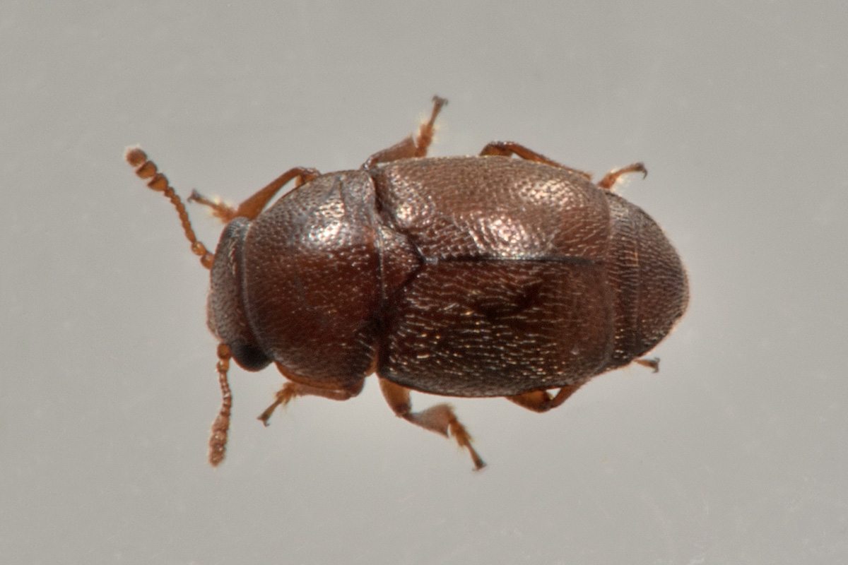 Kateretidae: Brachypterus sp?